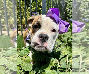 Brooklyn - Female Bulldog-Unknown Mix Dog for Adoption - Photo #3