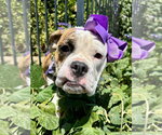 Small Photo #3 Bulldog-Unknown Mix Puppy For Sale in Redlands, CA, USA