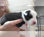 Small Photo #8 Australian Shepherd Puppy For Sale in BATTLE CREEK, MI, USA