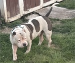 Small Photo #1 American Bully Puppy For Sale in GREENWOOD, IN, USA