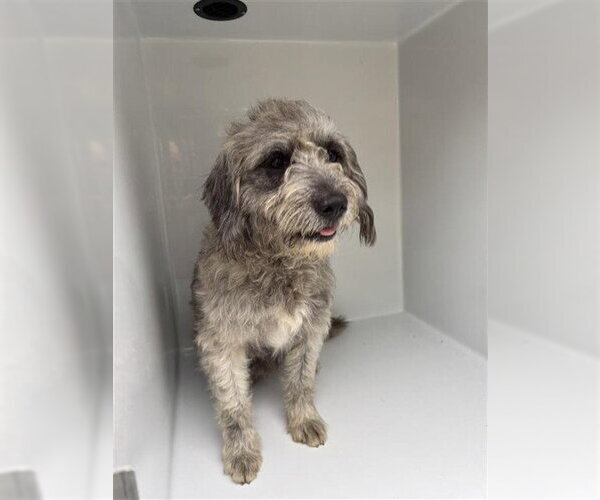 Medium Photo #1 Miniature Schnauzer-Poodle (Standard) Mix Puppy For Sale in Houston, TX, USA