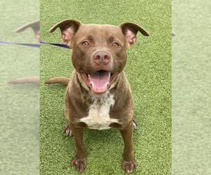 Labrador Retriever-Unknown Mix Dogs for adoption in Fayetteville, NC, USA
