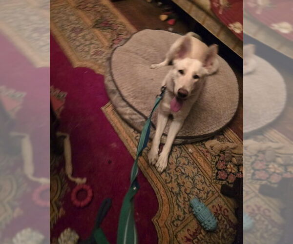 Medium Photo #4 - Mix Puppy For Sale in Winston Salem, NC, USA