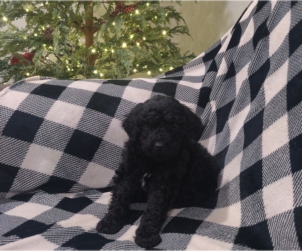 Medium Photo #5 Poodle (Standard) Puppy For Sale in COUCH, MO, USA