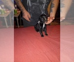 Small Photo #6 Cane Corso Puppy For Sale in GRENVILLE, NM, USA