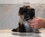 Small #19 Yorkiepoo mix (+ Poodle Toy)