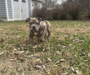 American Bully Puppy for sale in LANCASTER, PA, USA