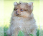Small #9 Pomeranian