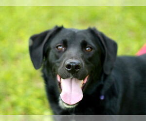 Australian Shepherd-Unknown Mix Dogs for adoption in Cookeville, TN, USA
