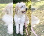 Small Photo #1 Pyredoodle Puppy For Sale in GEORGETOWN, TX, USA