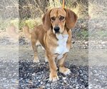 Small Photo #2 Basset Hound-Unknown Mix Puppy For Sale in Wetumpka, AL, USA