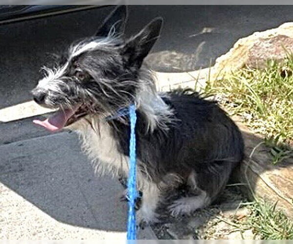 Medium Photo #1 Cairn Terrier Puppy For Sale in Houston, TX, USA