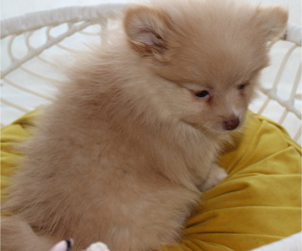 Medium Photo #5 Pomeranian Puppy For Sale in COLUMBIA, MO, USA