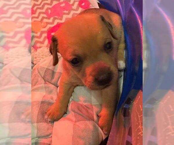 Medium Photo #1 Chiweenie Puppy For Sale in Los Angeles, CA, USA