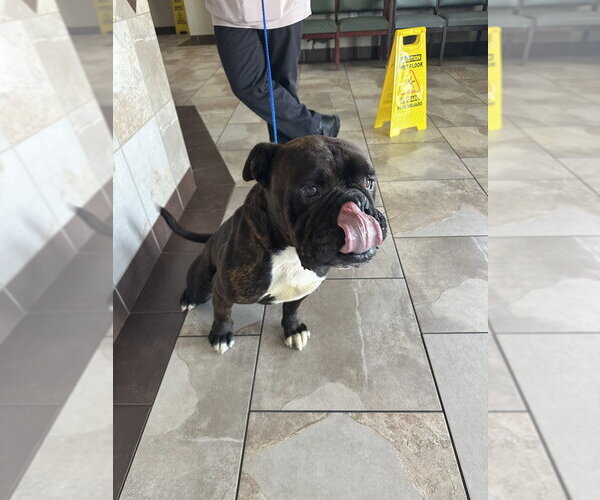 Medium Photo #3 Bullmastiff Puppy For Sale in Oak Bluffs, MA, USA