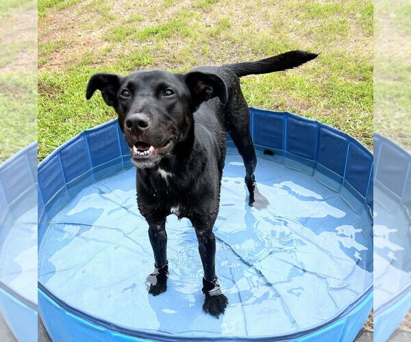 Medium Photo #7 Labrador Retriever-Unknown Mix Puppy For Sale in Bryant, AR, USA