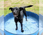 Small #6 Labrador Retriever Mix