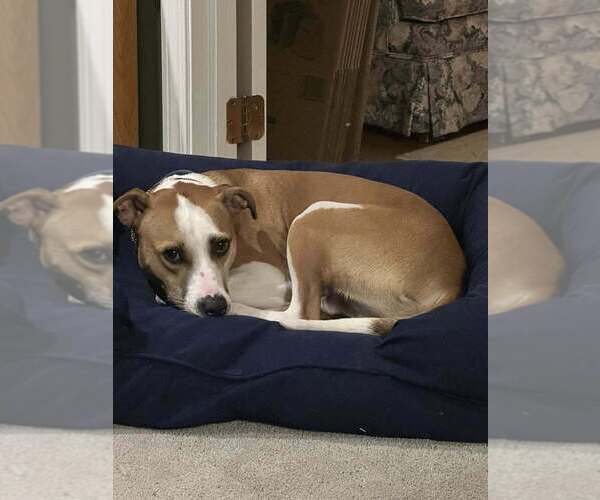 Medium Photo #5 Mutt Puppy For Sale in New York, NY, USA