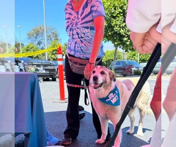 Medium Photo #3 Anatolian Pyrenees Puppy For Sale in Higley, AZ, USA