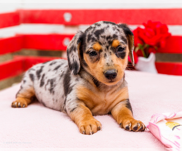 Medium Photo #18 Dachshund Puppy For Sale in WAKARUSA, IN, USA