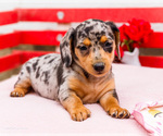 Small Photo #18 Dachshund Puppy For Sale in WAKARUSA, IN, USA