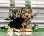 Small #1 Yorkshire Terrier