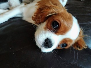Cavalier King Charles Spaniel Puppy for sale in CAMBRIDGE, MN, USA