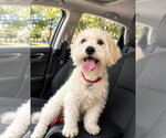 Small Photo #2 Maltese-Unknown Mix Puppy For Sale in Escondido, CA, USA