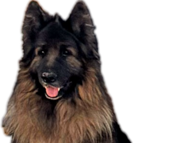 Medium Photo #1 King Shepherd Puppy For Sale in PEACH SPRINGS, AZ, USA