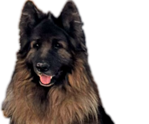Father of the King Shepherd puppies born on 10/27/2025