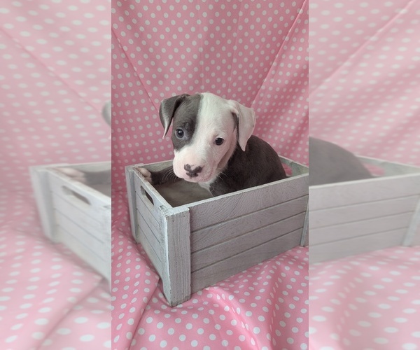 Medium Photo #1 American Bully Puppy For Sale in GROVETOWN, GA, USA