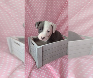 American Bully Puppy for sale in GROVETOWN, GA, USA