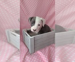 Image preview for Ad Listing. Nickname: Zuri