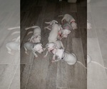 Small Photo #27 Dogo Argentino Puppy For Sale in RYAN, OK, USA