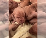 Small #9 Vizsla