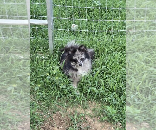 Medium Photo #1 Pomeranian Puppy For Sale in FORT WORTH, TX, USA