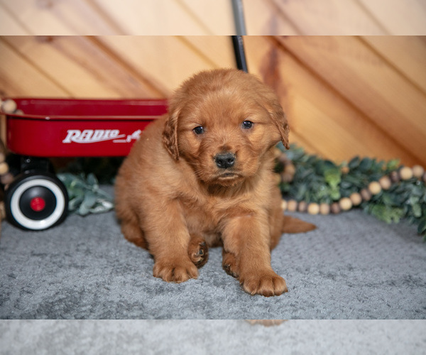 Medium Photo #2 Golden Retriever Puppy For Sale in BALTIC, OH, USA