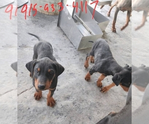 Father of the Doberman Pinscher puppies born on 02/03/2023