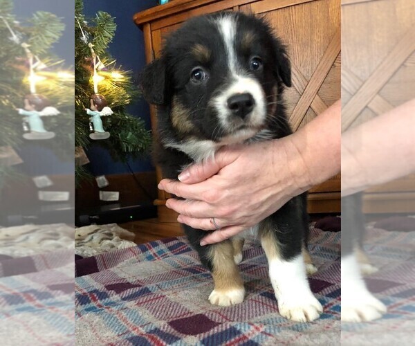 Medium Photo #16 Australian Shepherd Puppy For Sale in LEBANON, IN, USA