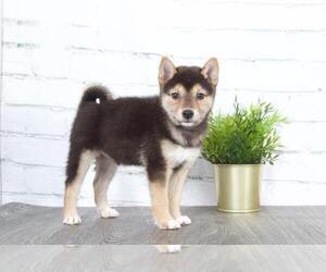 Shiba Inu Puppy for sale in RED LION, PA, USA