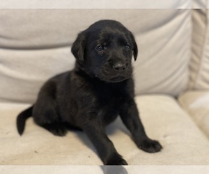 Double Doodle Puppy for sale in COLUMBIA, TN, USA