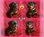 Small Photo #4 Rottweiler Puppy For Sale in EDEN, IN, USA