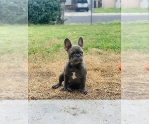 French Bulldog Puppy for sale in MODESTO, CA, USA
