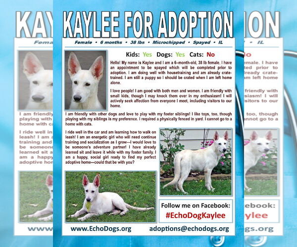 Medium Photo #4 - Mix Puppy For Sale in Hoffman Estates, IL, USA