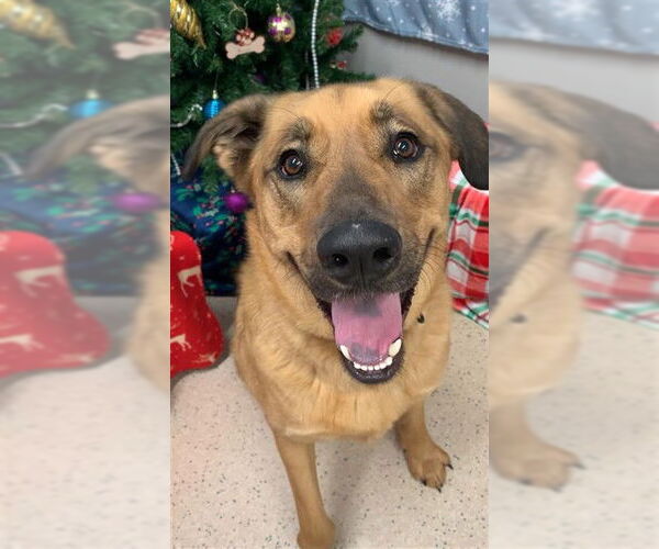 Medium Photo #1 Anatolian Shepherd-Siberian Husky Mix Puppy For Sale in Fairbanks, AK, USA