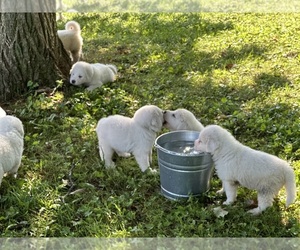 Great Pyrenees Puppy for Sale in ABBOTTSTOWN, Pennsylvania USA