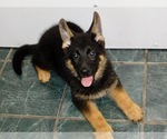 Small #4 German Shepherd Dog