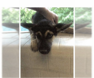 Petra - Female Gerberian Shepsky Dog for Adoption - Photo #5