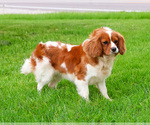 Small #2 Cavalier King Charles Spaniel
