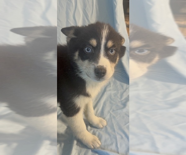 Medium Photo #4 Pomsky-Shiba Inu Mix Puppy For Sale in NASHUA, NH, USA